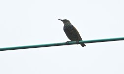 DSC02880 Eurasian Starling @ San Tin.jpg