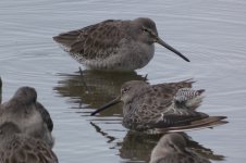 2.  (2) Dowitchers.JPG