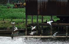 DSC02863 Black-headed Gull et al @ San Tin.jpg