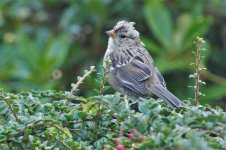 4. White Throated Sparrow..JPG