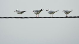 DSC02883 Black-headed Gulls @ San Tin.jpg