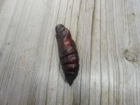 deaths head pupa.jpg