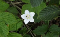 BF Flower for ID S0822358.jpg