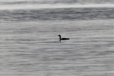 Pacific Loon 2.jpg