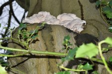 Fungus in cavity on beech.JPG