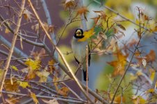 Japanese Grosbeak.jpg