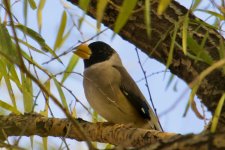 Japanese Grosbeak (3).jpg