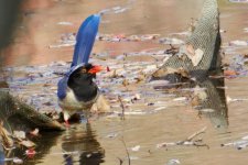 Red-Billed Blue Magpie (5).jpg