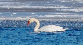 Swan Swimming_P1030877BF.jpg