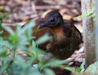 albert lyrebird cu.JPG