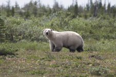 Polar Bear ca 6.jpg