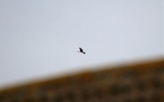 A Red Kite 01.jpg