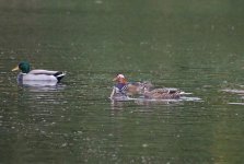 Little Grebe 001.jpg