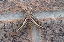 1993 Silver-striped Hawk-moth Walton Common 05.05.11 (4).JPG