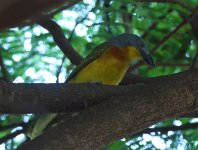 grey headed bushshrike.jpg