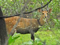 rsz_chobe_bushbuck.jpg