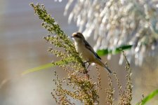 Chinese Penduline Tit.jpg