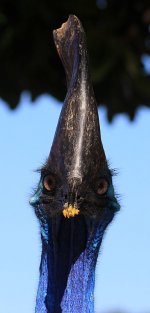 Southern Cassowary au 2.jpg