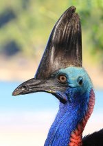 Southern Cassowary au 3.jpg