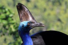 Southern Cassowary au 5.jpg