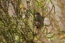 Chinese Penduline Tit (1).jpg