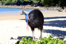 Southern Cassowary au 6.jpg