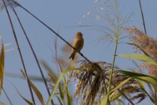 Chinese Penduline Tit (2).jpg