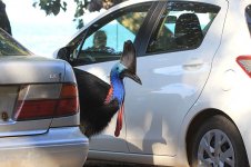 Southern Cassowary au 8.jpg