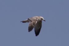 Mongolian Gull.jpg