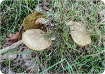 Fungi fir ID-38-2.jpg