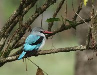 woodland kingfisher.jpg