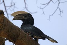 sc hornbill.jpg