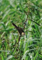 DSC01794 Oriental Reed Warbler @ San Tin.jpg