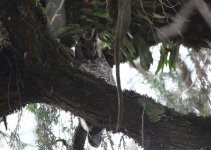 abyssinian owl2.jpg