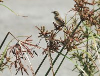 DSC01805 Zitting Cisticola @ San Tin.jpg