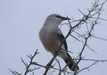 bushcrow acacia.jpg