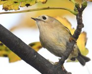 Goldcrest_Torry_101118a.jpg