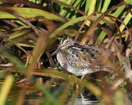 Snipe_Girdle Ness_101118a.jpg