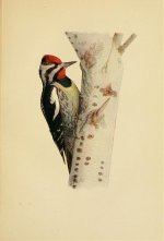 Yellow bellied sapsucker II.jpg