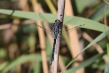 Dragonfly ID Portugal.jpg