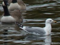 S Pool Gull 1-2018.JPG