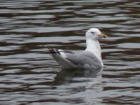 S Pool  Gull-2018.JPG