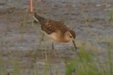 Unidentified Sandpiper - poss Wood SP - India-Nepal 2018 2018-10-24 253 (2).jpg