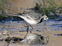 White Wagtail_6483.jpg