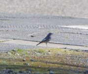 Redstart-Black.JPG