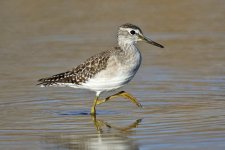 Wood Sandpiper_6388.jpg