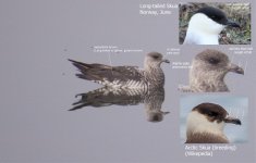 skua_Iran_Nov2018_1_annotated.jpg