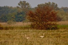 DSC01882 Great Bustard @ Budapest.jpg