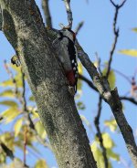 DSC01840 Syrian Woodpecker @ Budapest.jpg