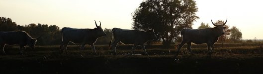 DSC01868 Grey Cattle @ Budapest.jpg